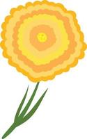 Flat marigold, illustration, vector on white background.