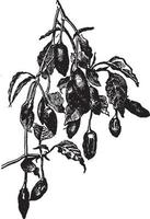 Capsicum Frutescens vintage illustration. vector