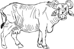 Buffalo drawing, illustration, vector on white background.