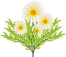 White flowers, illustration, vector on white background.