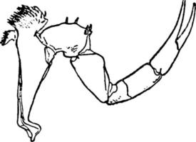 Limulus Polyphemus, vintage illustration. vector
