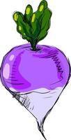 Turnip with paints, illustration, vector on white background.