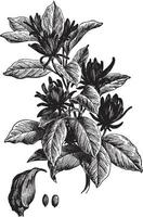 calycanthus floridus ilustración vintage. vector
