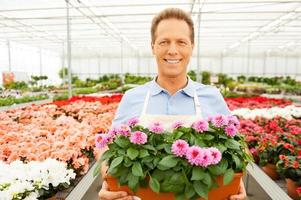 Enjoying his work with plants. Wide angle portrait of handsome mature man in apron holding a potted plant and smiling while standing in a greenhouse photo