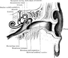 órgano de la audición, el oído, ilustración vintage. vector