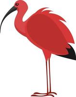 Ibis bird, illustration, vector on white background