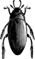 escarabajo carroñero de agua, ilustración vintage. vector