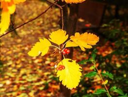 Autumn hawthorn branch with red berries and yellow green leaves on a blury background. Autumn leaf color background. photo