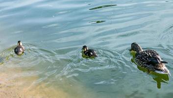 A family of ducks, a duck and its little ducklings are swimming in the water. The duck takes care of its newborn ducklings. photo