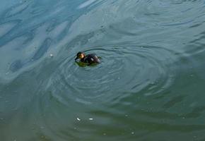 The little duckling swims. One duckling swims on the green-blue surface of the water photo