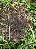Black ants crawl in their anthill in the forest. Close-up. photo