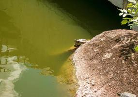 River turtle in the habitat. Turtle in the water and basking on the rocks. photo