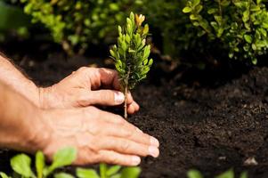 Green plant. Close-up image of male hands holding green plant photo