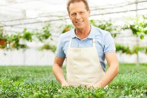 hombre de jardinería. hombre guapo en delantal cuidando las plantas mientras está de pie en el invernadero foto