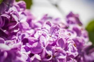 Beautiful and fragrant lilac in the garden. A close-up with a copy of the space, shot on a macro with a background blur for the wallpaper as the background. Natural wallpaper. Selective focus. photo