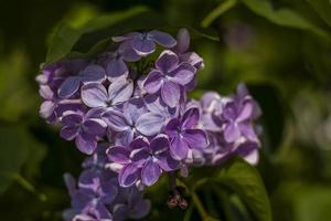 Beautiful and fragrant lilac in the garden. Close-up with a copy of the space, using the natural landscape as the background. Natural wallpaper. Selective focus. photo