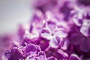 Beautiful and fragrant lilac in the garden. A close-up with a copy of the space, shot on a macro with a background blur for the wallpaper as the background. Natural wallpaper. Selective focus. photo