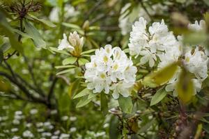 A shrub with white rhododendron flowers. Close-up with a copy of the space, using the natural landscape as the background. Natural wallpaper. Selective focus. photo