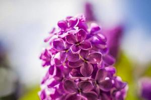 Beautiful and fragrant lilac in the garden. Close-up with a copy of the space, using the natural landscape as the background. Natural wallpaper. Selective focus. photo