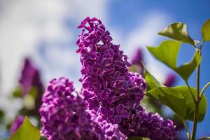 Beautiful and fragrant lilac in the garden. Close-up with a copy of the space, using the natural landscape as the background. Natural wallpaper. Selective focus. photo