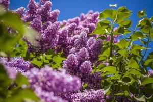 Beautiful and fragrant lilac in the garden. Close-up with a copy of the space, using the natural landscape as the background. Natural wallpaper. Selective focus. photo