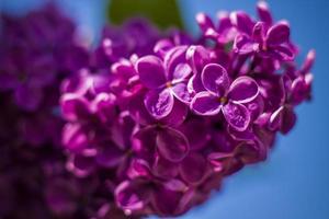 Beautiful and fragrant lilac in the garden. Close-up with a copy of the space, using the natural landscape as the background. Natural wallpaper. Selective focus. photo