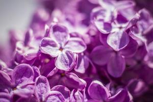 Beautiful and fragrant lilac in the garden. A close-up with a copy of the space, shot on a macro with a background blur for the wallpaper as the background. Natural wallpaper. Selective focus. photo