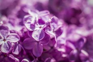 Beautiful and fragrant lilac in the garden. A close-up with a copy of the space, shot on a macro with a background blur for the wallpaper as the background. Natural wallpaper. Selective focus. photo