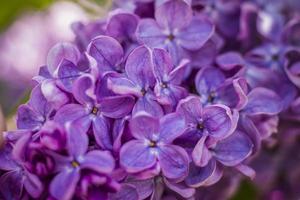Beautiful and fragrant lilac in the garden. A close-up with a copy of the space, shot on a macro with a background blur for the wallpaper as the background. Natural wallpaper. Selective focus. photo