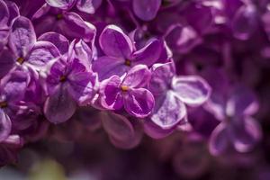 Beautiful and fragrant lilac in the garden. A close-up with a copy of the space, shot on a macro with a background blur for the wallpaper as the background. Natural wallpaper. Selective focus. photo