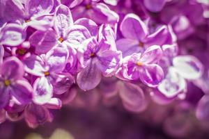 Beautiful and fragrant lilac in the garden. A close-up with a copy of the space, shot on a macro with a background blur for the wallpaper as the background. Natural wallpaper. Selective focus. photo