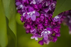 Beautiful and fragrant lilac in the garden. A close-up with a copy of the space, shot on a macro with a background blur for the wallpaper as the background. Natural wallpaper. Selective focus. photo