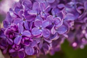 Beautiful and fragrant lilac in the garden. A close-up with a copy of the space, shot on a macro with a background blur for the wallpaper as the background. Natural wallpaper. Selective focus. photo