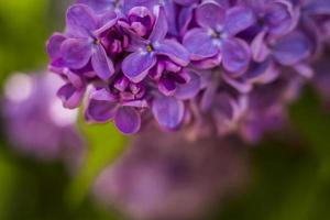 Beautiful and fragrant lilac in the garden. A close-up with a copy of the space, shot on a macro with a background blur for the wallpaper as the background. Natural wallpaper. Selective focus. photo