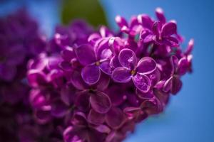 Beautiful and fragrant lilac in the garden. Close-up with a copy of the space, using the natural landscape as the background. Natural wallpaper. Selective focus. photo