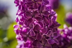 Beautiful and fragrant lilac in the garden. Close-up with a copy of the space, using the natural landscape as the background. Natural wallpaper. Selective focus. photo