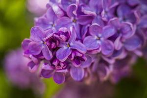 Beautiful and fragrant lilac in the garden. A close-up with a copy of the space, shot on a macro with a background blur for the wallpaper as the background. Natural wallpaper. Selective focus. photo