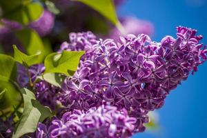 Beautiful and fragrant lilac in the garden. Close-up with a copy of the space, using the natural landscape as the background. Natural wallpaper. Selective focus. photo