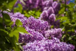 Beautiful and fragrant lilac in the garden. Close-up with a copy of the space, using the natural landscape as the background. Natural wallpaper. Selective focus. photo