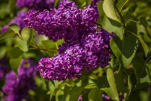 Beautiful and fragrant lilac in the garden. Close-up with a copy of the space, using the natural landscape as the background. Natural wallpaper. Selective focus. photo