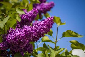 Beautiful and fragrant lilac in the garden. Close-up with a copy of the space, using the natural landscape as the background. Natural wallpaper. Selective focus. photo