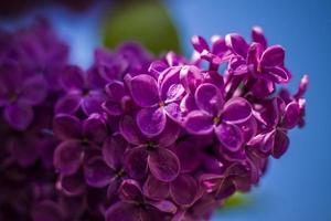 Beautiful and fragrant lilac in the garden. Close-up with a copy of the space, using the natural landscape as the background. Natural wallpaper. Selective focus. photo