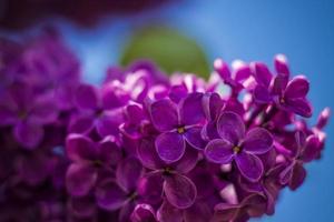 Beautiful and fragrant lilac in the garden. Close-up with a copy of the space, using the natural landscape as the background. Natural wallpaper. Selective focus. photo