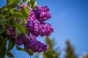 Beautiful and fragrant lilac in the garden. Close-up with a copy of the space, using the natural landscape as the background. Natural wallpaper. Selective focus. photo