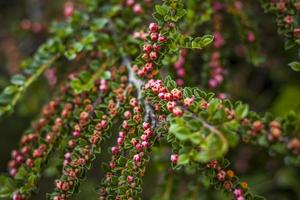 A shrub with bright small dogwood flowers. Close-up with a copy of the space, using the natural landscape as the background. Natural wallpaper. Selective focus. photo