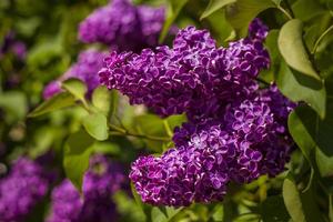 Beautiful and fragrant lilac in the garden. Close-up with a copy of the space, using the natural landscape as the background. Natural wallpaper. Selective focus. photo