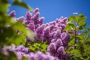 Beautiful and fragrant lilac in the garden. Close-up with a copy of the space, using the natural landscape as the background. Natural wallpaper. Selective focus. photo