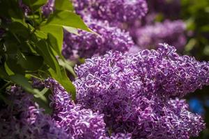 Beautiful and fragrant lilac in the garden. Close-up with a copy of the space, using the natural landscape as the background. Natural wallpaper. Selective focus. photo