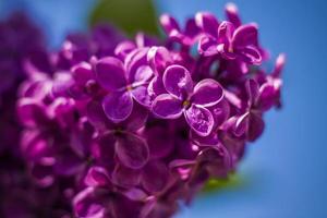 Beautiful and fragrant lilac in the garden. Close-up with a copy of the space, using the natural landscape as the background. Natural wallpaper. Selective focus. photo