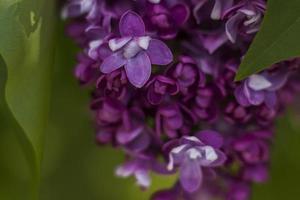 Beautiful and fragrant lilac in the garden. A close-up with a copy of the space, shot on a macro with a background blur for the wallpaper as the background. Natural wallpaper. Selective focus. photo